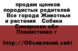 продам щенков породистых родителей - Все города Животные и растения » Собаки   . Самарская обл.,Похвистнево г.